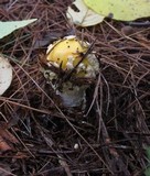 Amanita muscaria f. guessowii image