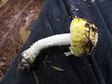 Amanita muscaria f. guessowii image