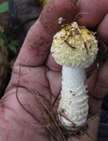 Amanita muscaria f. guessowii image