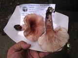 Hygrophorus russula image