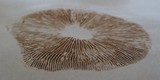 Kuehneromyces lignicola image