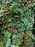 Lobaria quercizans image