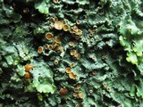 Lobaria quercizans image