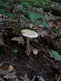 Amanita peckiana image