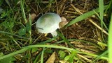 Stropharia pseudocyanea image
