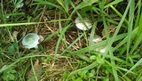 Stropharia pseudocyanea image