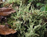 Cladonia scabriuscula image
