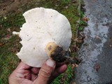 Polyporus radicatus image