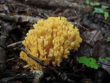 Ramaria flava image