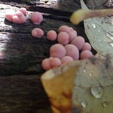 Lycogala epidendrum image