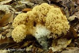 Ramaria magnipes image