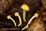Cortinarius alboluteus image