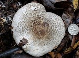 Tricholoma pardinum image