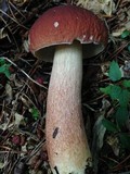 Boletus subcaerulescens image