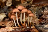 Marasmius cohaerens image