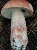 Boletus subcaerulescens image
