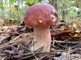 Boletus subcaerulescens image