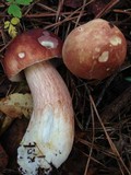 Boletus subcaerulescens image