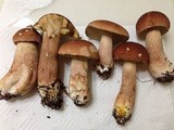 Boletus subcaerulescens image