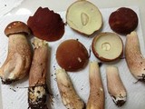 Boletus subcaerulescens image