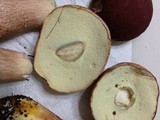 Boletus subcaerulescens image
