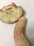 Boletus subcaerulescens image