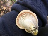 Hygrophorus pudorinus image