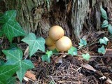 Gymnopilus ventricosus image