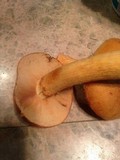 Gymnopilus ventricosus image