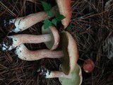 Boletus subcaerulescens image
