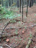 Boletus subcaerulescens image