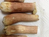 Boletus subcaerulescens image