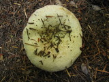 Lactarius resimus image