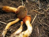 Hygrophoropsis aurantiaca image