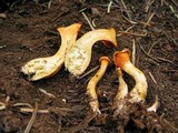 Hygrophoropsis aurantiaca image
