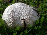 Calvatia booniana image