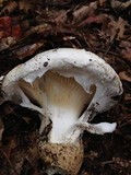 Catathelasma ventricosum image