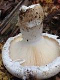 Catathelasma ventricosum image