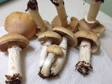 Cortinarius caperatus image