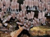 Arcyria denudata image