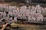 Arcyria denudata image