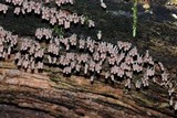 Arcyria denudata image