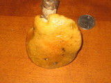 Boletus longicurvipes image