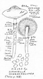 Image of Limacella ochraceolutea