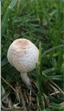 Leucocoprinus cepistipes image