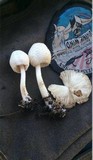 Leucocoprinus cepistipes image