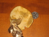 Boletus longicurvipes image