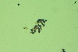 Leucocoprinus cepistipes image