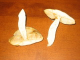 Boletus longicurvipes image