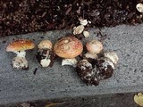 Amanita muscaria f. flavivolvata image
